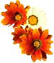 Beautiful Flowers Clipart 3